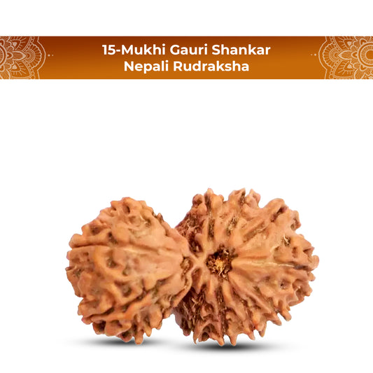 Natural 15 Mukhi Rudraksha (Nepali) - Gaurishankar