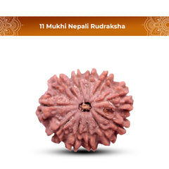 11 Mukhi Rudraksha (Nepali) - Collector