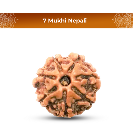 7 Mukhi Rudraksha (Nepali) - Regular