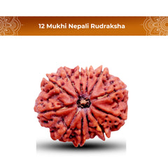 12 Mukhi Rudraksha (Nepali) - Medium