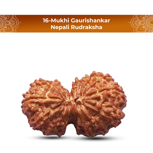 Natural 16 Mukhi Rudraksha (Nepali) - Gaurishankar