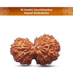 Natural 16 Mukhi Rudraksha (Nepali) - Gaurishankar