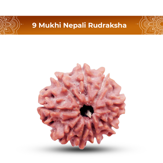 9 Mukhi Rudraksha (Nepali) - Regular