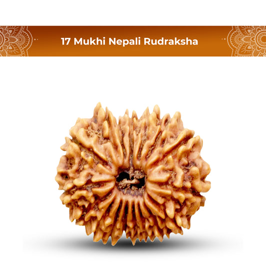 17 Mukhi Rudraksha (Nepali) - Regular