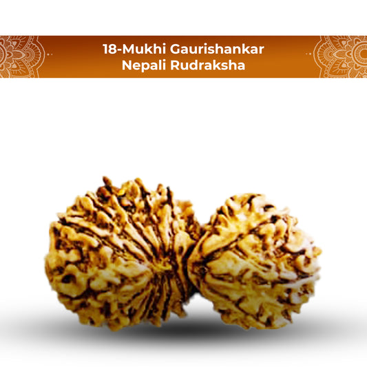 Natural 18 Mukhi Rudraksha (Nepali) - Gaurishankar