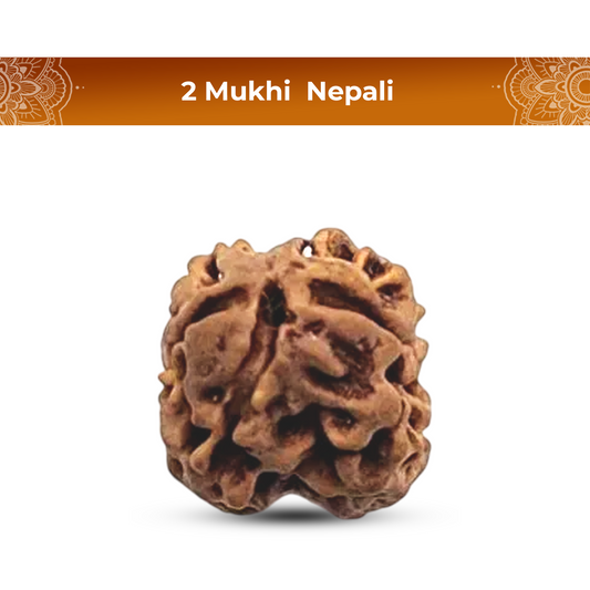 2 Mukhi Rudraksha (Nepali) - Regular