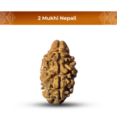 2 Mukhi Rudraksha (Nepali) - Collector