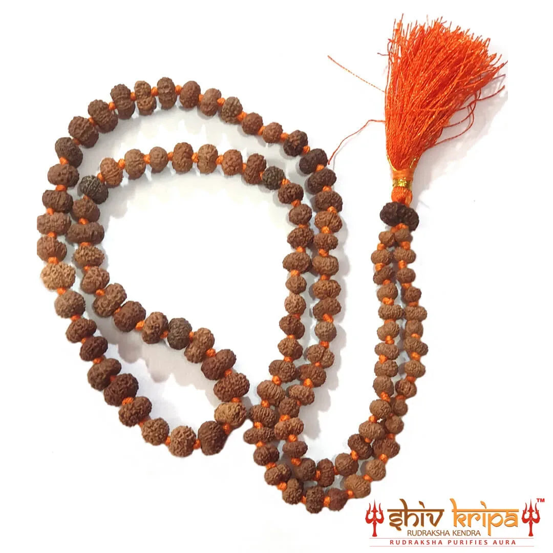 14 Mukhi Rudraksha Mala