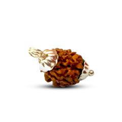 3 Mukhi Rudraksha (Indian)