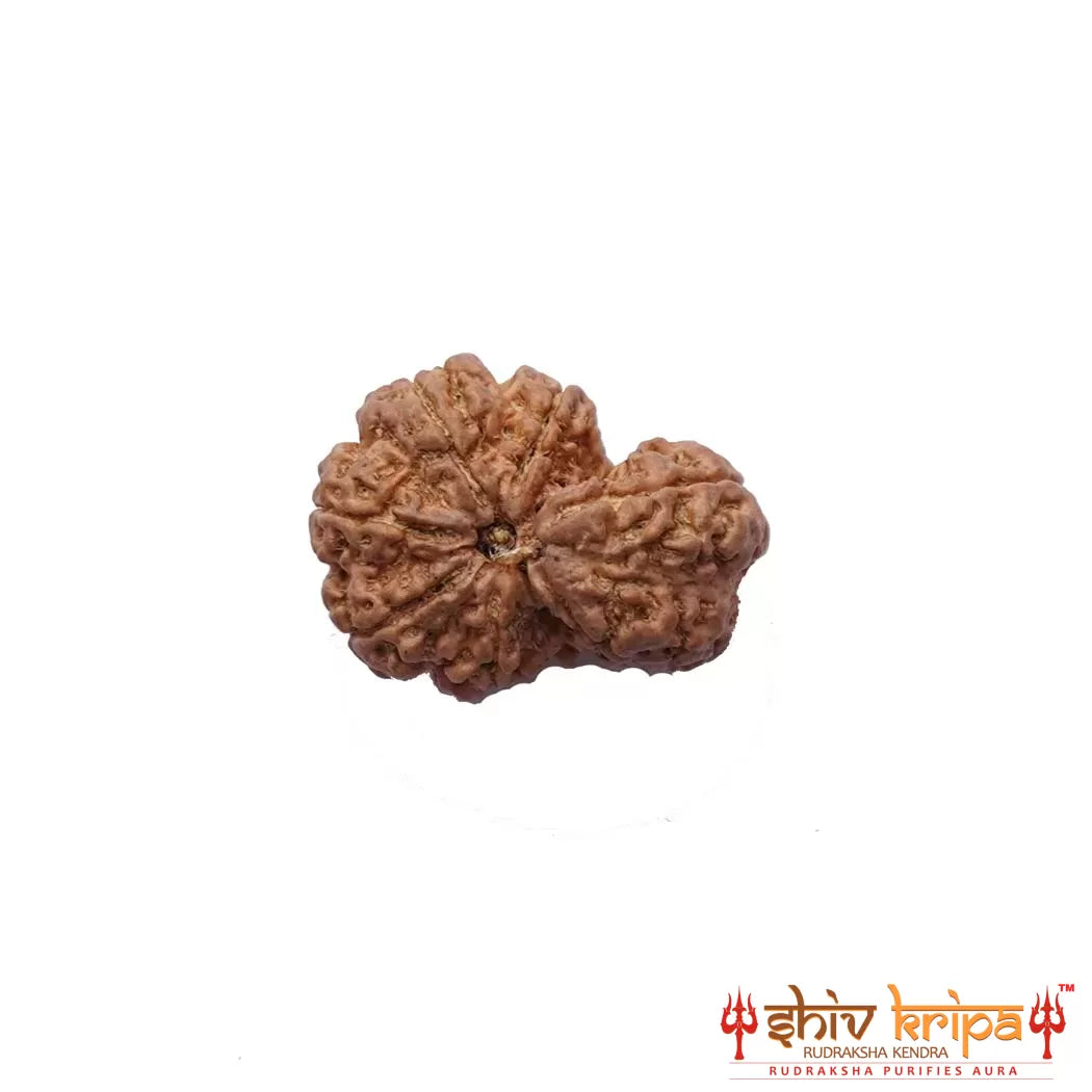 Garbh Gauri ( Nepali ) - Medium