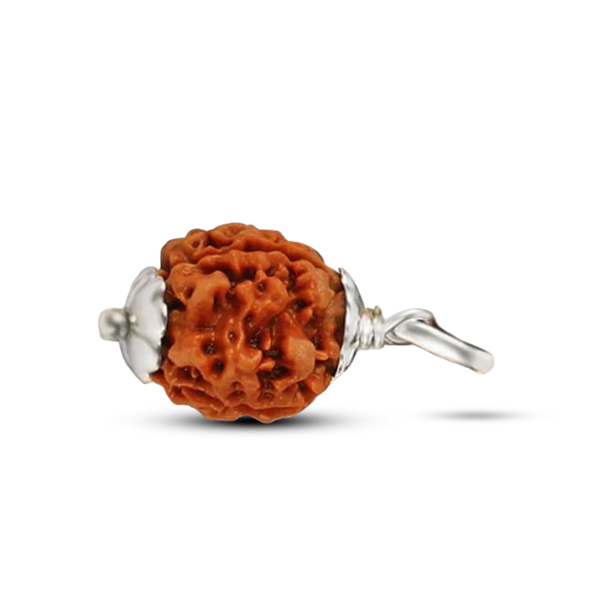 3 Mukhi Rudraksha (Nepali) - Collector