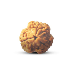 3 Mukhi Rudraksha (Nepali) - Regular