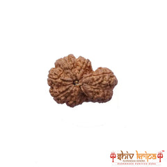 Garbh Gauri ( Nepali ) - Medium