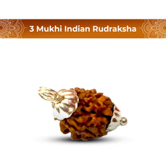 3 Mukhi Rudraksha (Indian)