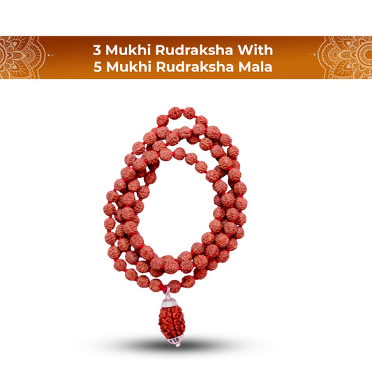 3 Mukhi Rudraksha With 5 Mukhi Rudraksha Mala