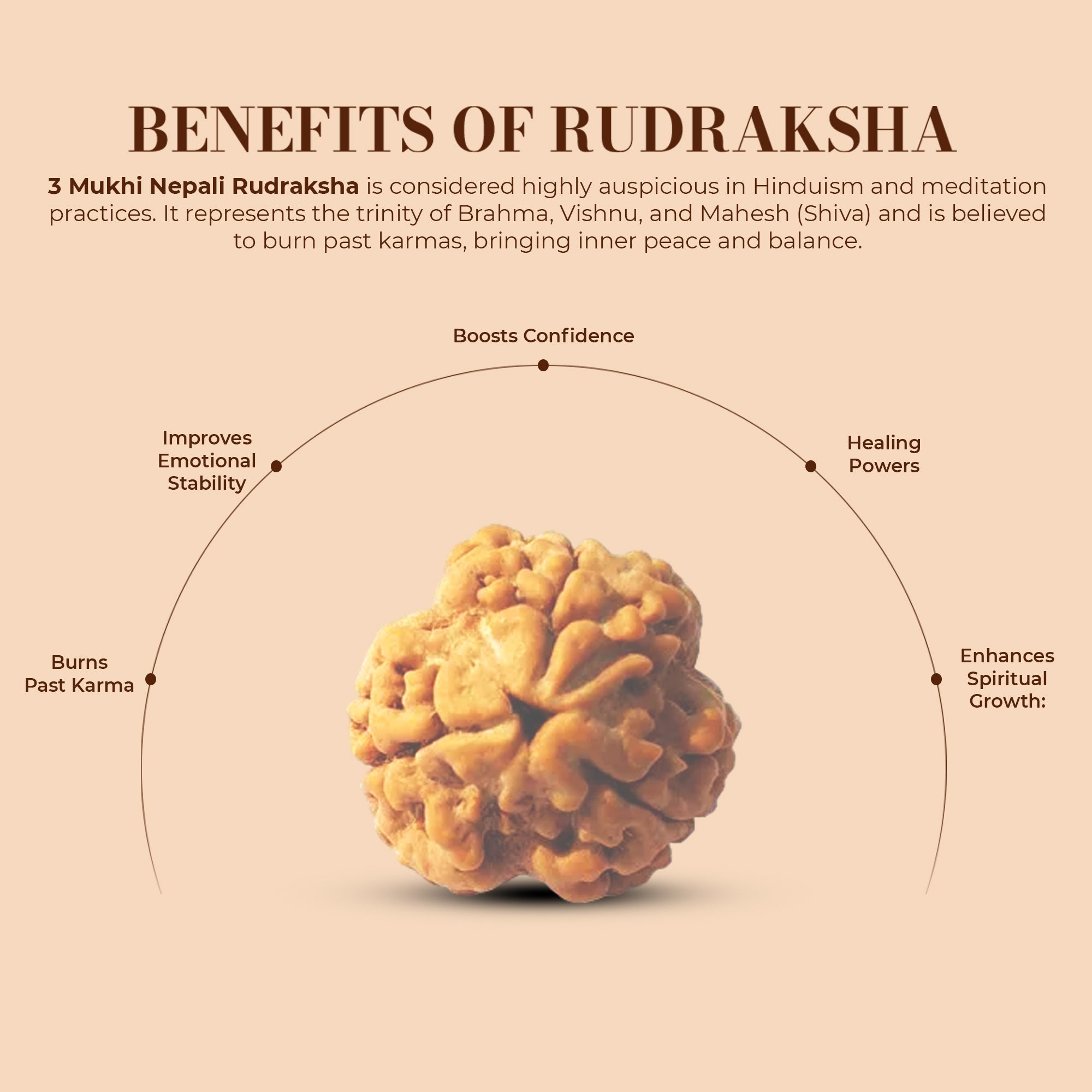 3 Mukhi Rudraksha (Nepali) - Medium