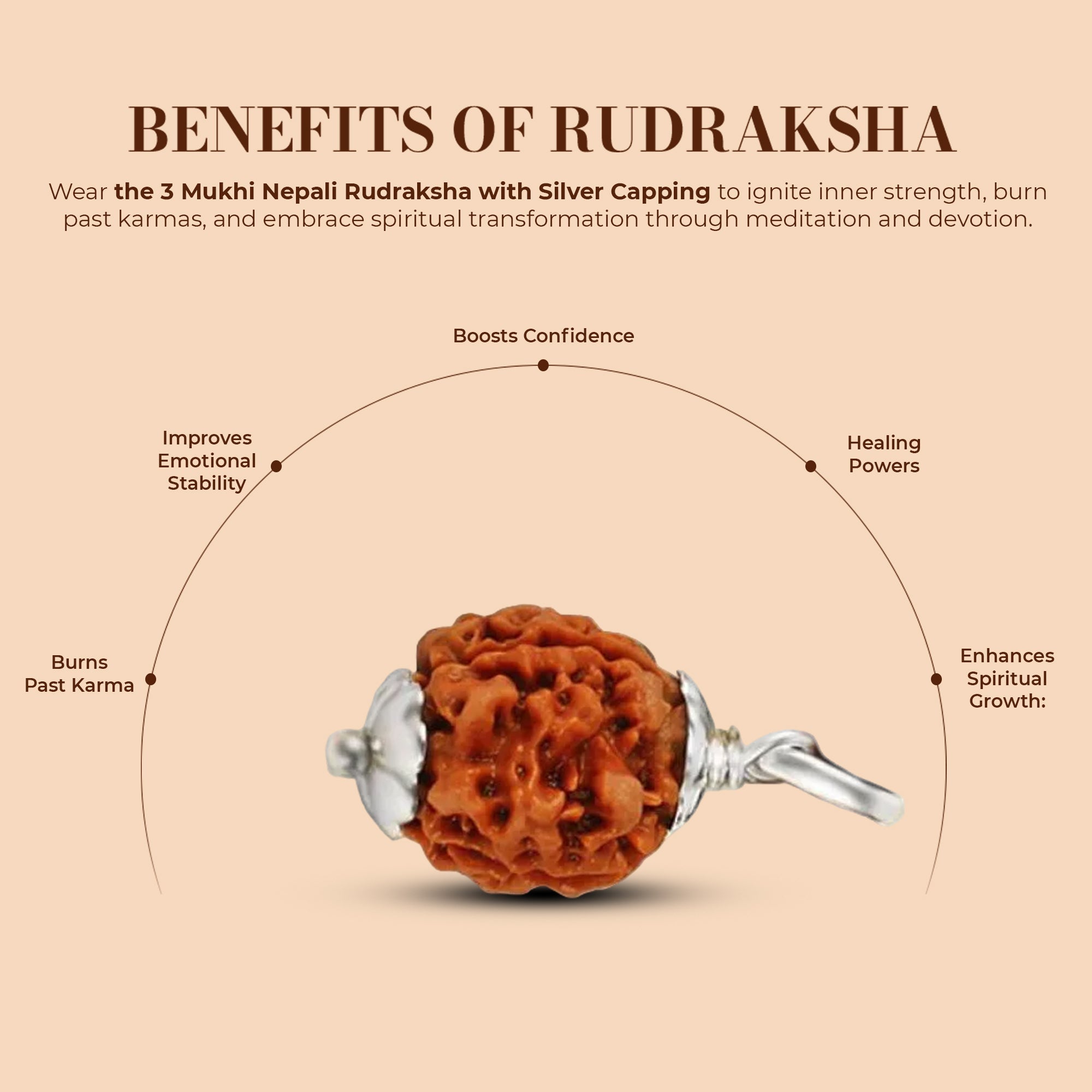 3 Mukhi Rudraksha (Nepali) - Collector