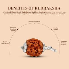 3 Mukhi Rudraksha (Nepali) - Regular