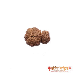 Garbh Gauri ( Nepali ) - Medium