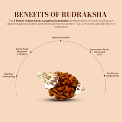 3 Mukhi Rudraksha (Indian)