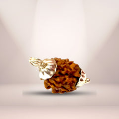 3 Mukhi Rudraksha (Indian)