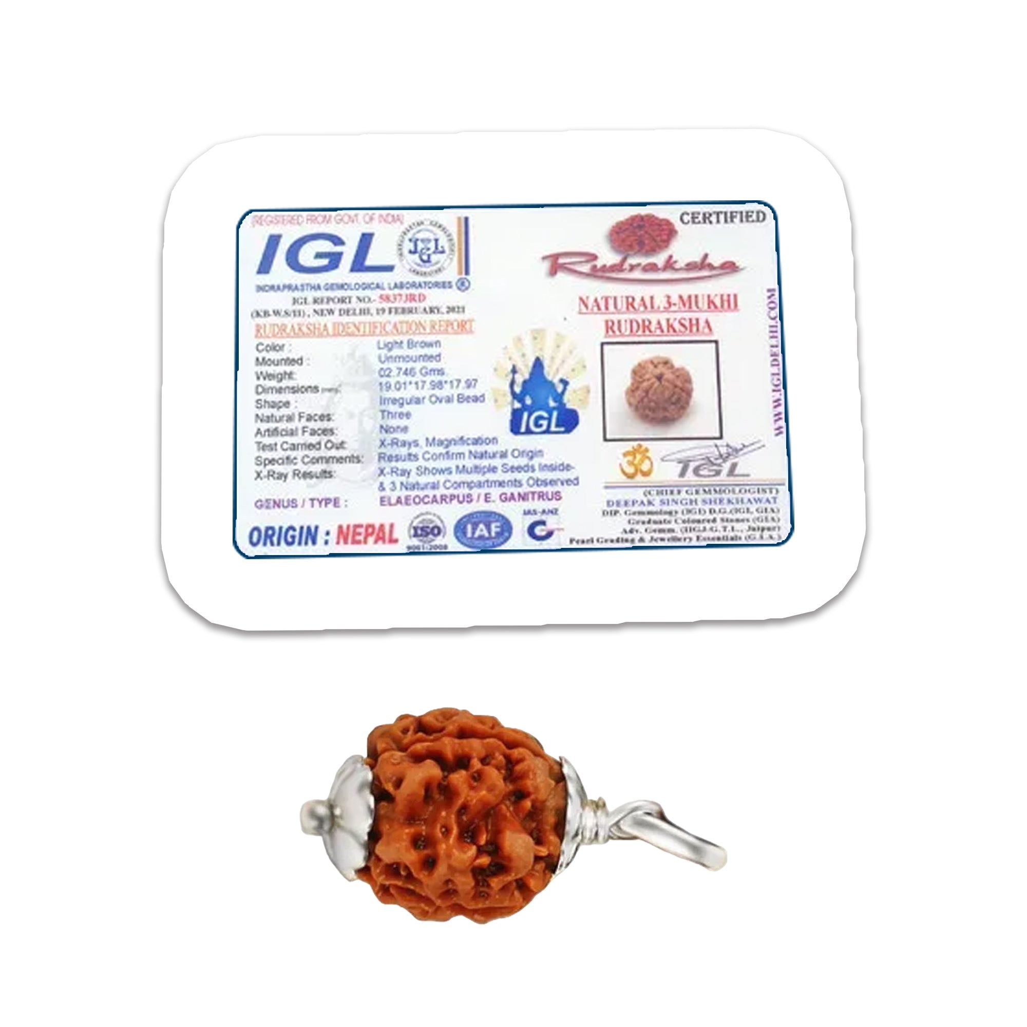 3 Mukhi Rudraksha (Nepali) - Regular