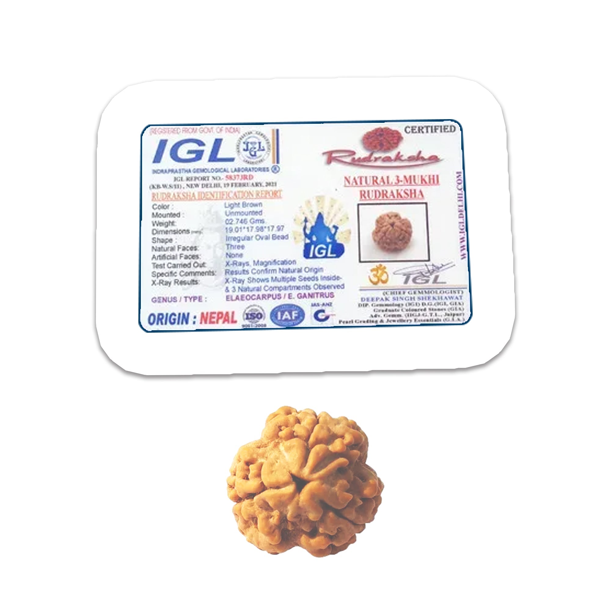 3 Mukhi Rudraksha (Nepali) - Medium