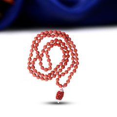 3 Mukhi Rudraksha With 5 Mukhi Rudraksha Mala