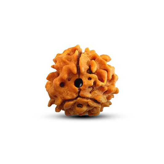 3 Mukhi Rudraksha (Indian)