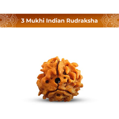 3 Mukhi Rudraksha (Indian)