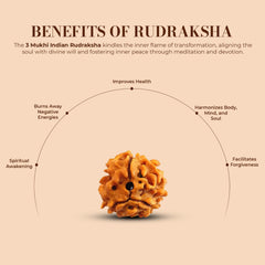 3 Mukhi Rudraksha (Indian)