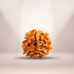 3 Mukhi Rudraksha (Indian)