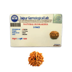 3 Mukhi Rudraksha (Indian)