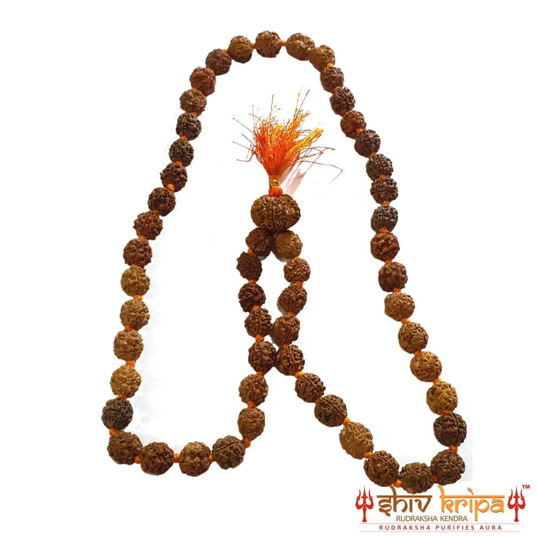 3 mukhi rudraksha mala 55 beads