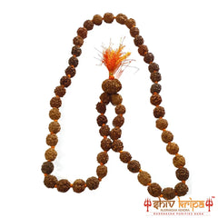 3 mukhi rudraksha mala 55 beads