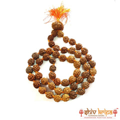 3 mukhi rudraksha mala 55 beads