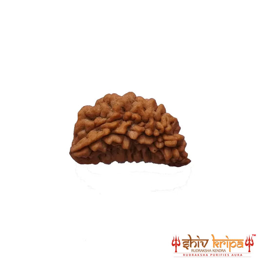 1 Mukhi Rudraksha (South Indian)- Medium