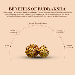 Natural 18 Mukhi Rudraksha (Nepali) - Gaurishankar