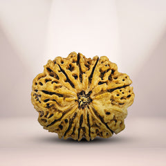 10 Mukhi Rudraksha (Nepali) - Super Collector