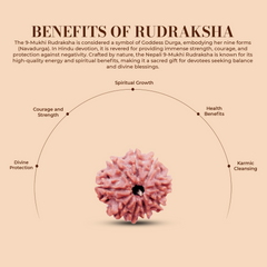 9 Mukhi Rudraksha (Nepali) - Regular