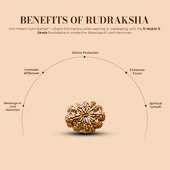 11 mukhi 11 seeds Rudraksha