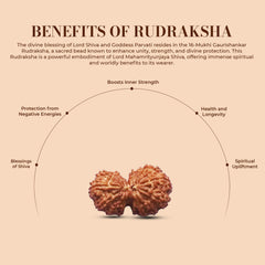 Natural 16 Mukhi Rudraksha (Nepali) - Gaurishankar