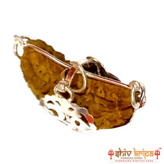 1 Mukhi Half Moon Shaped Rudraksha