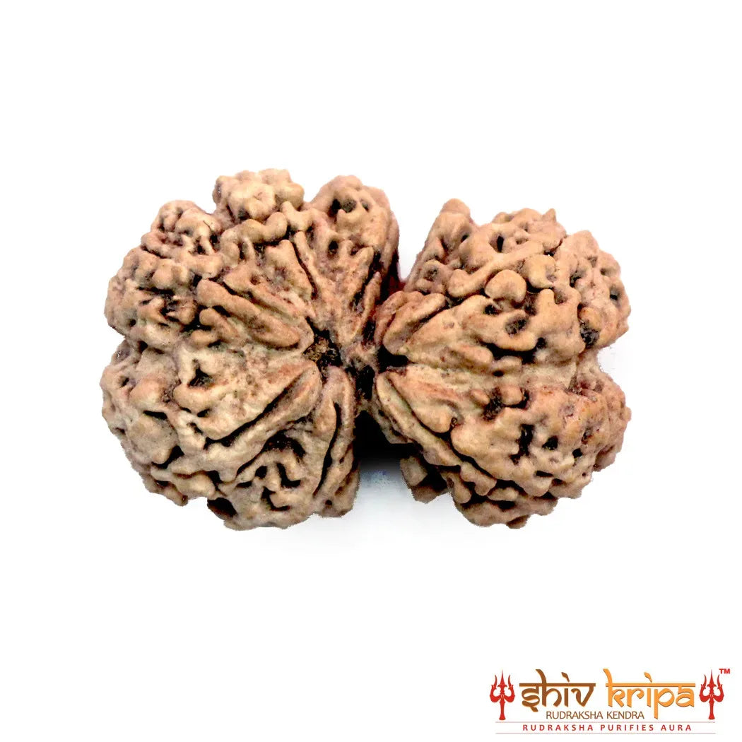 Gaurishankar Rudraksha (Nepali)