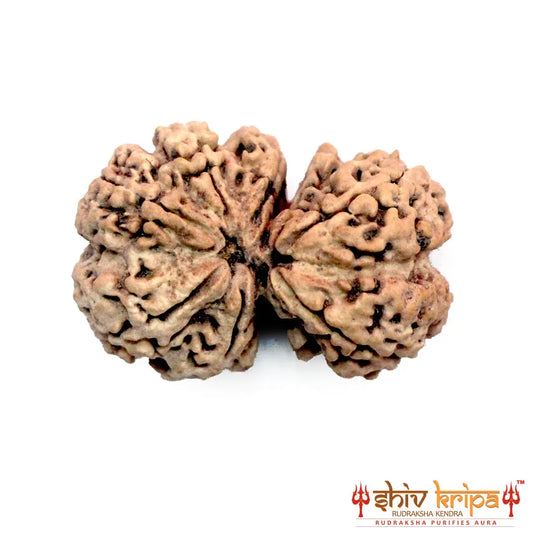 Gaurishankar Rudraksha (Nepali)