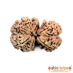 Gaurishankar Rudraksha (Nepali)