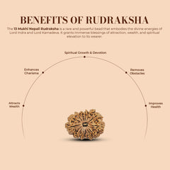 13 Mukhi Nepali Rudraksha 1