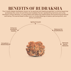 2 Mukhi Rudraksha (Nepali) - Medium