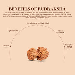 Natural 15 Mukhi Rudraksha (Nepali) - Gaurishankar