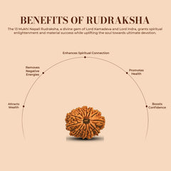 13 Mukhi Rudraksha (Nepali) - Super Collector